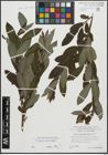Foto von Salix appendiculata Vill.